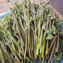 달성보약산민박 이미지