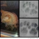 개발바닥 이미지