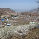 삼신봉 농장 Daum카페