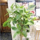 큰나무농장 이미지