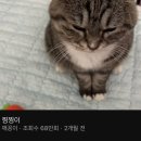 허밍버드