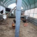 꼬꼬네농장 이미지