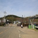 삼선산수목원 벚나무 이미지