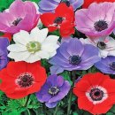 아네모네 이미지