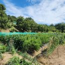 산수리농장 이미지