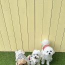 헬로우버디 이미지