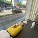 클라우드 펫 호텔 이미지