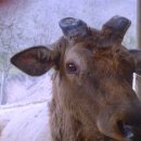 임실사슴농장 이미지