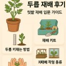 작은텃밭 | 직접 키운 두릅 재배 후기: 텃밭 재배 입문 가이드