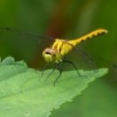 고추잠자리 이미지