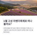 간성농장 | 고성 라벤더축제 완전 정복! 감성부터 맛집까지 한눈에 보는 6월 여행코스