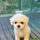 제주 애견 아가야 이미지