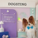 뽀송뽀송 애견미용 이미지