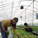 인기농장 이미지