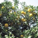 크로바 농원 이미지