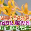 명품색화풍란 주홍성 천녀지무 홍매 녹십자성 체리부케 동천홍 무명색화 달마홍 장자홍 천정!! 이미지