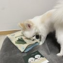 몬스터츄