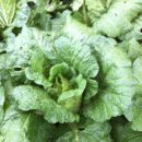 구억농장 이미지