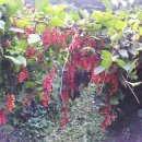 처음농장 이미지