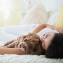 Fall in dog 이미지