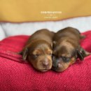 남양주켄넬 이미지