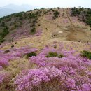 4월21일(토)마산무학산진달래꽃번개산행 신청 이미지