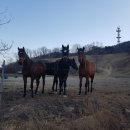 백화목장 이미지