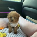 1838 | 의정부푸들분양 후기 멍냥스타 반려견분양 (1838)