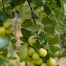 햇살그린농장 이미지