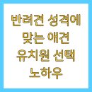 휴식(HUSIK) 댕댕이 유치원 | 반려견 성격에 맞는 애견 유치원 선택 노하우