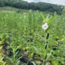 큰골농원 이미지