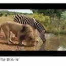 동물의왕국