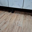 강원동물약품 | 하나방역 덕분에 동해입주청소 후 해충 걱정 없는 새집 라이프 시작했답니다!