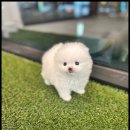 펫365 강아지분양 고양이분양 전주본점 | 전주 강아지분양 맛집 펫365에서 강아지 용품 쇼핑 분양 후기!