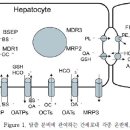 담즙정체성 간질환 (Cholestatic Liver Diseases) 이미지