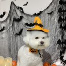 밤스(BAM'S) 강아지 미용실 이미지