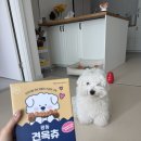 우리덴탈 | 강아지 덴탈껌 견옥츄 후기