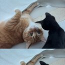 아인동물의료센터 이미지