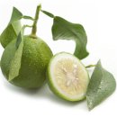 BERGAMOT(베르가못)