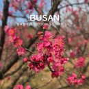 매화로 | 부산 매화 명소 추천 기장 매화원 2026년 실시간 방문 후기