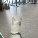 불당동물병원 | 천안 처음 동물병원 | 강아지 스케일링 후기