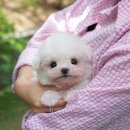 미유펫강아지분양고양이분양 | 마산강아지분양 미유펫본점 애견분양 후기