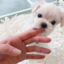 펫 갤러리아 이미지