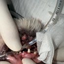 티앤디덴탈 이미지