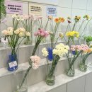 호야 달수 | 대구꽃집 너와나의봄 반려식물 스투키 셀프 생화 꽃다발 대구개업화분 추천