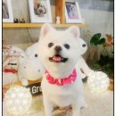 개스트펫살롱 이미지