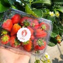 아인농장 | 논산 아이랑 체험 논산딸기아인팜 실내놀이터도 있어요