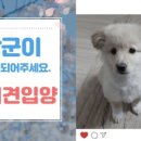 다시사랑받개 이미지