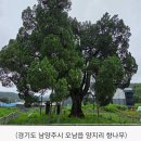 500년 세월을 품은 오남읍의 숨은 문화유산- 남양주 양지리 향나무, 마을의 역사와 자연을 함께 지켜온 천연기념물- 거창 신씨 선조.. 이미지