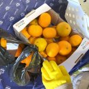 동읍443 | 창원 감이귤이농장 - 부산 근교 아이랑 귤따기 체험